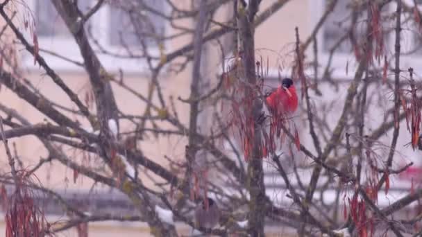 Bullfinch sur une branche d'arbre nourrissant des baies en fond blanc dans la neige — Video