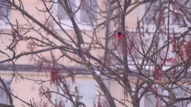 Bullfinches bir sürü bir dalda oturur ve tohum yiyor