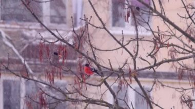 Kış kuşlar ve düşen kar. Şakrak kuşu bir ağaç dalı üzerinde oturup yemek.