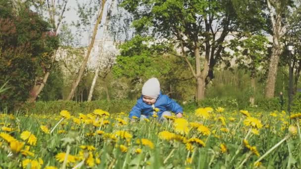 Niño bonito con chaqueta azul está sentado y juega con flores en un claro diente de león del parque de la ciudad de primavera con árboles en flor en el fondo. 4K video en cámara lenta . — Vídeo de stock