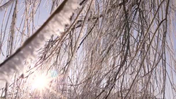 Rami ghiacciati e tronco di betulla brillano sotto i raggi del sole invernale e ondeggiano nell'aria gelida. Rallentatore 4K close up video . — Video Stock