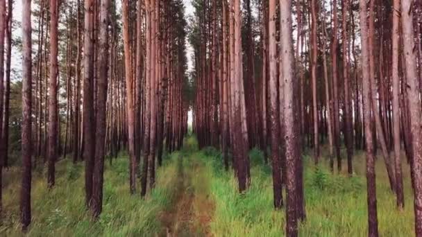 Aerial epic drone flight of camera over a path in the corridor of beautiful tree straight trunks in a pine forest with blue summer sky in background. Slow motion aerial front view shot in 4K video. — Stock Video