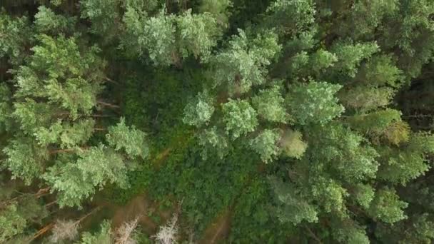 Aereo epico drone volo della fotocamera sopra la cima di bellissimi pini nella verde foresta estiva con radure e nessun popolo. Aerial slow motion vista dall'alto girato in 4K su UHD video della fotocamera . — Video Stock