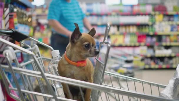 Kleine decoratieve hond zit in supermarkt trolley een blik rond in 4k Slow Motion close-up video — Stockvideo