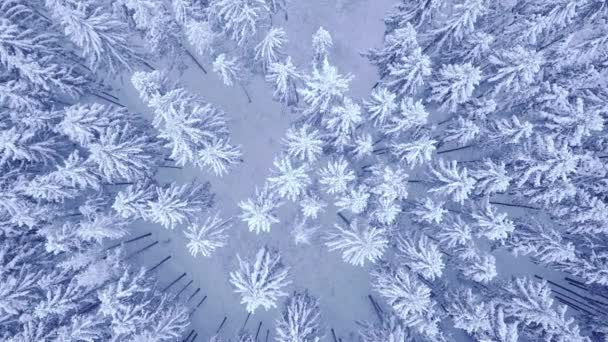 Aerial shooting of the winter snowy pine forest with pines swinging in the wind in 4K UHD camera — Stock Video