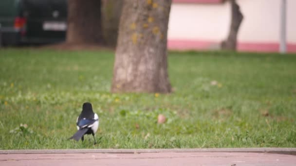 Jonge wilde ekster is op zoek naar voedsel in gras op de grond in het stadspark in slow motion 4k video zonder mensen. — Stockvideo