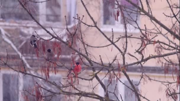 Három vörös tollazatú bikapintyű ül a havas faágakon a városi parkban a téli havazás idején. Lassú mozgás elölnézet 4k videó. — Stock videók