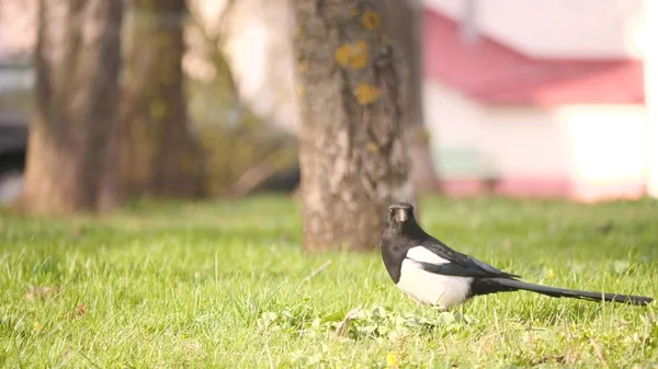 Beautiful wild magpie is looking for food in grass on the ground in the city park with cars on background in slow motion 4K video with no people. — Stock Photo, Image