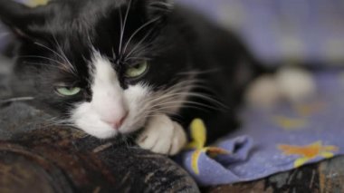 Siyah beyaz kedi kanepede dinleniyor, tembel tembel yeşil gözleriyle kameraya bakıyor ve yavaşça uykuya dalıyor. Hayvan yaşam tarzı konsepti. Yavaş çekim ön görünümü kapat 4k video.