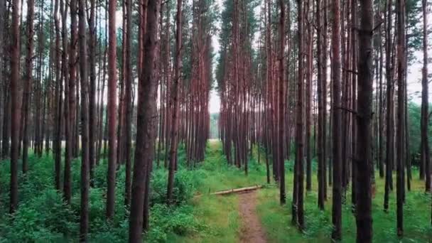 Cámara vuela entre pinos sobre un sendero forestal cubierto de hierba alta en un denso bosque de pinos con cielo azul en la distancia. Vida silvestre y naturaleza ahorro concepto de fondo plano aéreo en vídeo 4K . — Vídeos de Stock