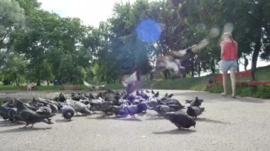 Yaz kenti parkında kaldırımda tohum yiyen büyük bir güvercin sürüsü. Arka planda yeşil ağaçlar var. Genç bir kadın yürüyüp kuşlar uçarken. Alt görünüm 4k videosunu kapat.