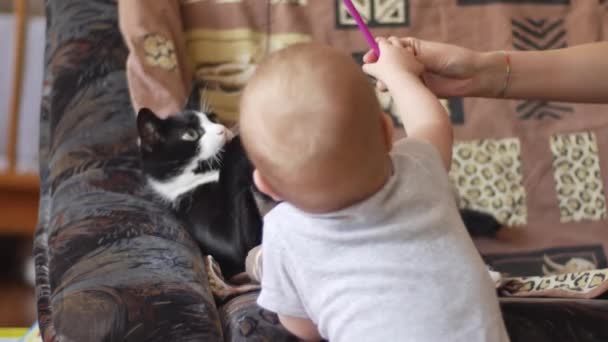El pequeño niño está bromeando y jugando con un gato blanco y negro que yace boca arriba en un sofá. Concepto de personas y animales. Vista posterior de plano medio en vídeo 4K . — Vídeos de Stock