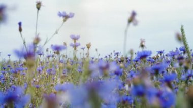 Uhd fotoğraf makinesinde yavaş mo 4 k video kadar güzel mavi çayır knapweed kır çiçekleri çiçek yaz alanında insanlar olmadan kapatmak