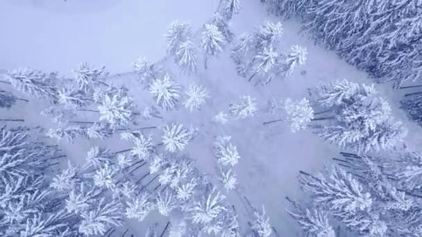 Vuelo aéreo sobre el bosque de pinos nevados de invierno y gran carretera con personas en cámara 4K UHD — Vídeos de Stock