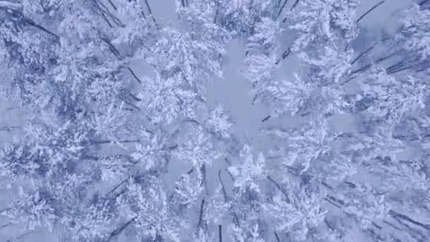 雪の梢の上カメラ高速飛行空中 Uhd カメラで 4 k で撮影したビデオを人々 なしで美しい冬の森で若い松の木を覆われて — ストック動画