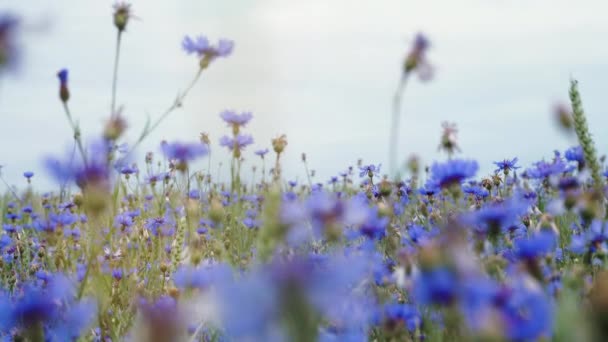 ある人々 なし花夏の畑の美しい青い草原ヤグルマギクと野生の花クローズ アップ遅い mo 4 k ビデオ Uhd カメラ — ストック動画