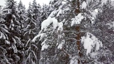 Kimse hava video shot 4 k Uhd kamera ile güzel kış ormandaki çam ağaçları kamera uçuş yakınındaki kar kaplı