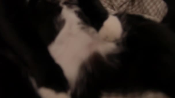 Videocamera video di movimento di gatto nero con la pancia bianca che giace sulla schiena in una carrozzina. Concetto di vita animale domestico. Visualizzazione frontale a scatto medio video 4K . — Video Stock