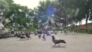 Yaz kenti parkındaki kaldırımda tohum yiyen büyük bir güvercin sürüsü. Arka planda yeşil ağaçlar var. Alt görünüm 4k videosunu kapat.