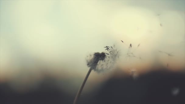 Increíble diente de león, soplando por el viento en el fondo del cielo azul en la luz del amanecer. Movimiento lento en 4K completo. Disparo con cámara de alta velocidad . — Vídeo de stock