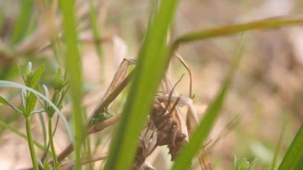 Libélula recién nacida. Una libélula acaba de emerger de su piel larval y se balancea en el viento y espera que las alas se expandan y sequen. 4K lento mo primer plano — Vídeo de stock