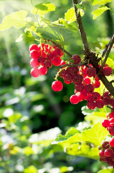 Coacăze roșii în grădină — Fotografie, imagine de stoc