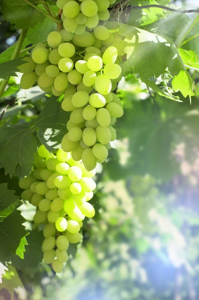 White grapes in garden — Stock Photo, Image