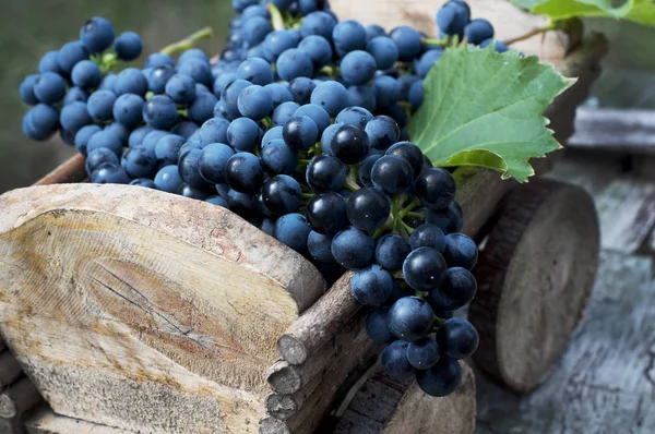 Blue grapes in a wooden cart — Stock Photo, Image