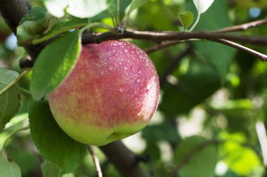 Bir bahçede bir dal üzerinde Olgun elma