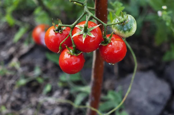 Fresh Red Tomatoes Growing Kitchen Garden — Stock Photo, Image