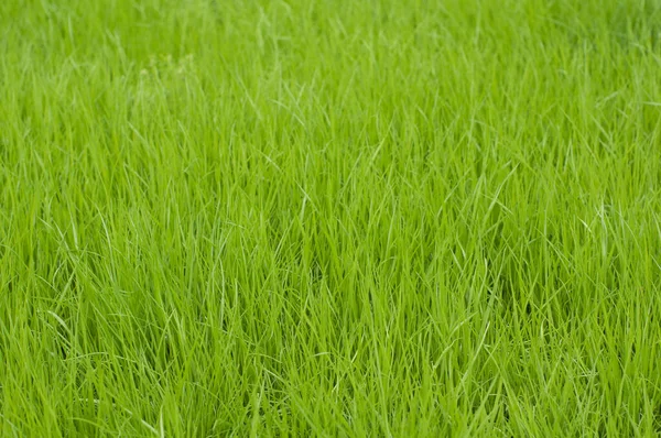 Fresh green grass background in fields