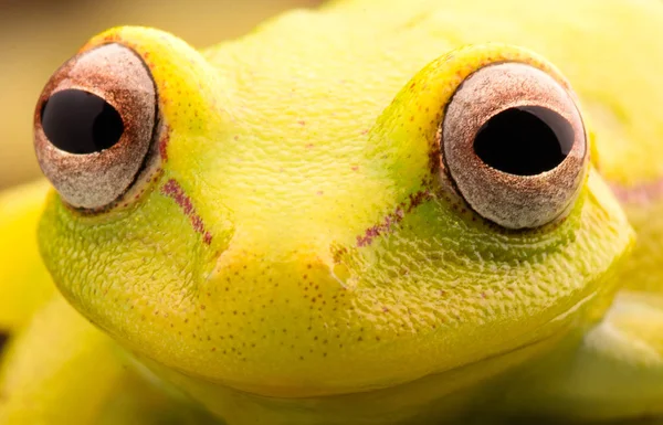 Beautiful curious yellow tree frog — Stock Photo, Image