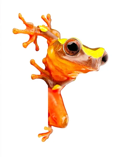 Vibrant red tree frog — Stock Photo, Image