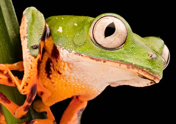 Tiger leg monkey tree frog — Stock Photo, Image