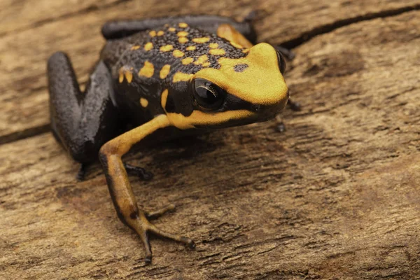 Orange poisonous frog