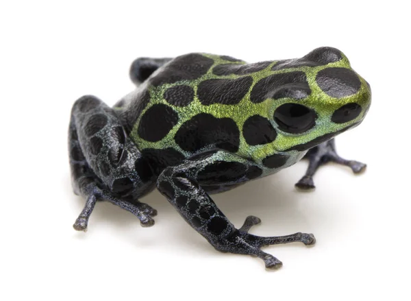 Poison dart frog — Stock Photo, Image