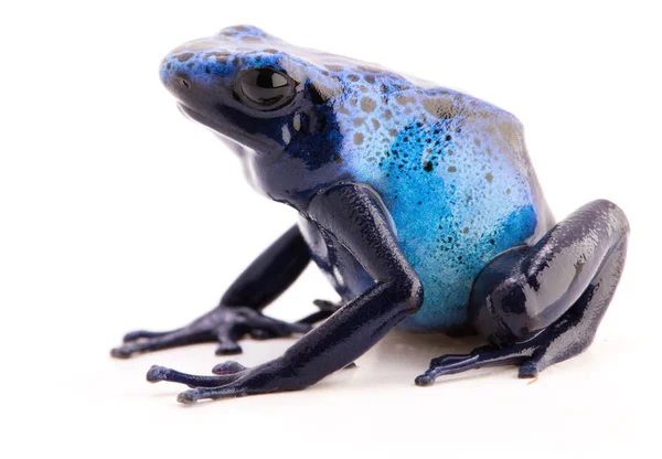 Zehirli mavi zehirli ok kurbağa — Stok fotoğraf