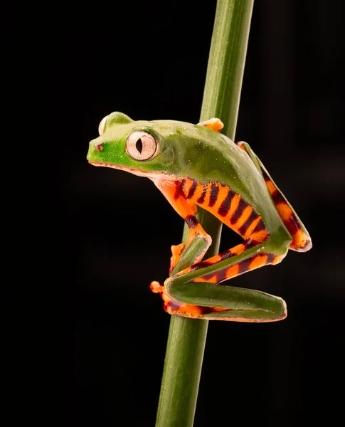 虎脚猿の木のカエル — ストック写真
