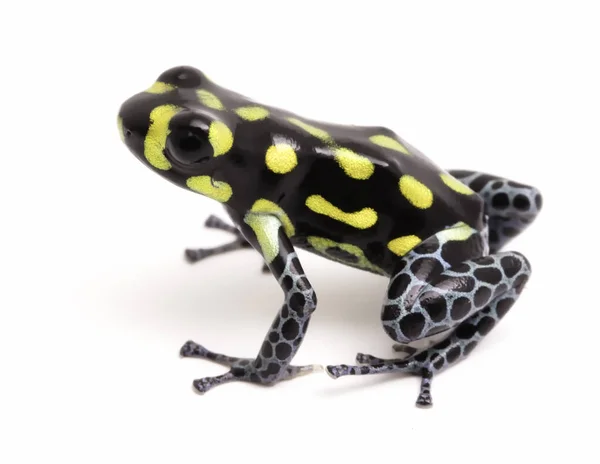 Amarillo punteado veneno dardo rana — Foto de Stock