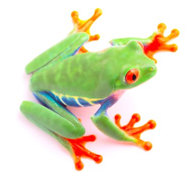 Kırmızı gözlü ağaç kurbağası