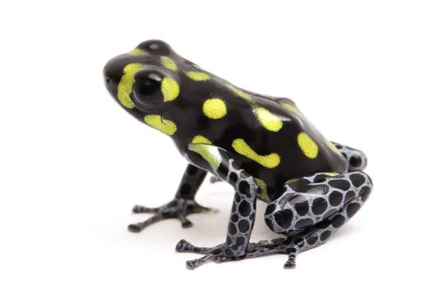 Yellow dotted poison dart or arrow frog — Stock Photo, Image