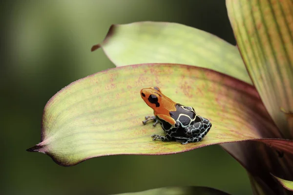 Zehirli dart veya ok kurbağa — Stok fotoğraf