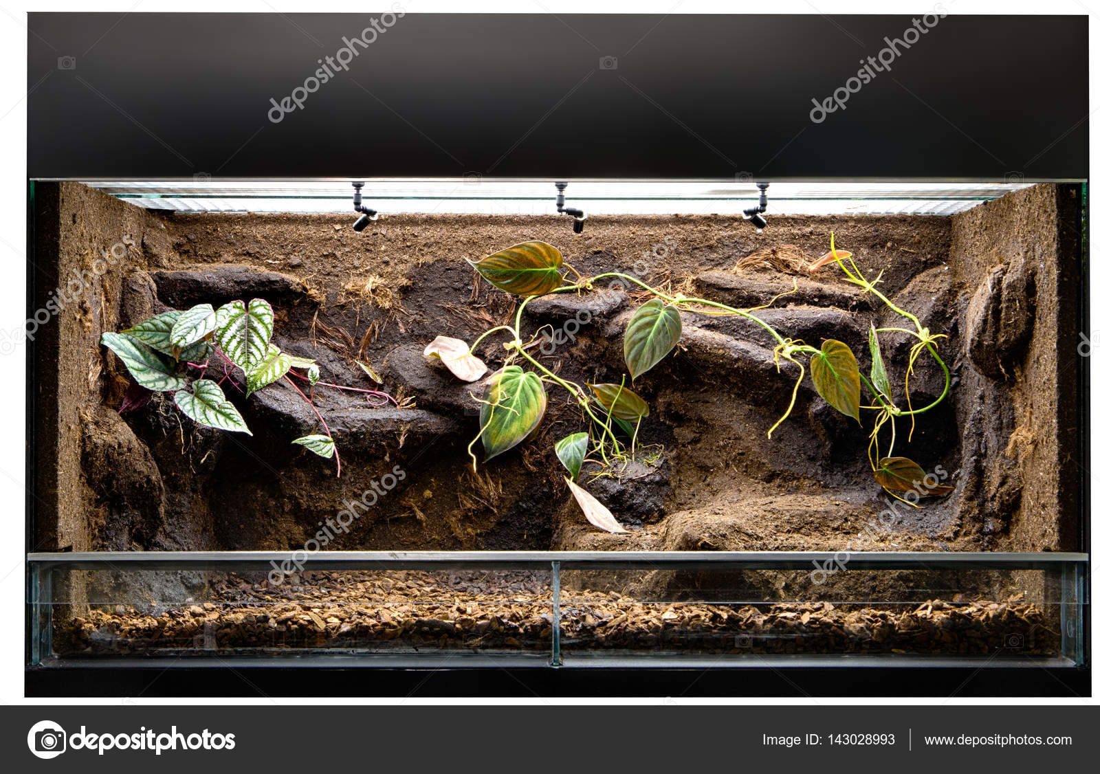 Tropical terrarium animals Terrarium to keep tropical jungle animals