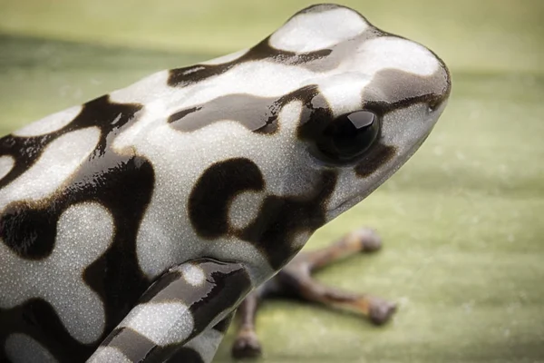 Detail poison dart or arrow frog — Stock Photo, Image