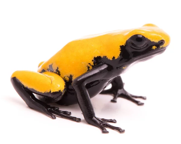 Κίτρινο splash βάτραχος dart υποστηρίζεται — Φωτογραφία Αρχείου