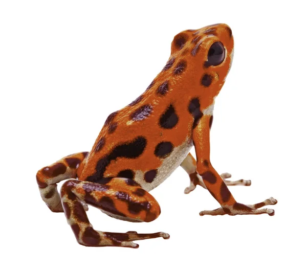 Roter Pfeilpfeil oder Pfeilfrosch — Stockfoto