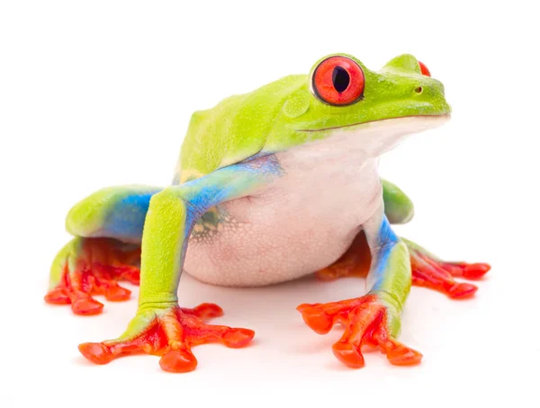 Red eyed monkey tree frog — Stock Photo, Image