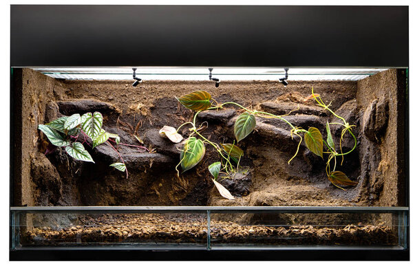 Terrarium to keep tropical jungle animals 