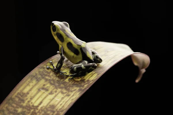 Poison arrow or dart frog on a leaf. — Stock Photo, Image