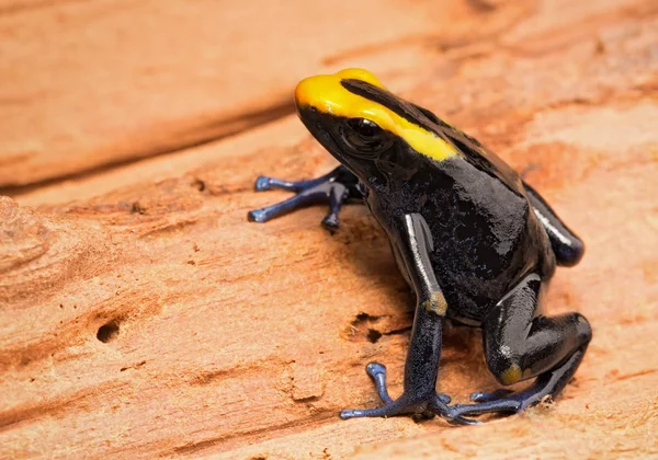 염색 독 다트 개구리 — 스톡 사진